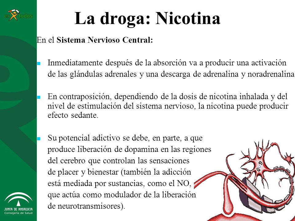 La instrucción de la aplicación champiks